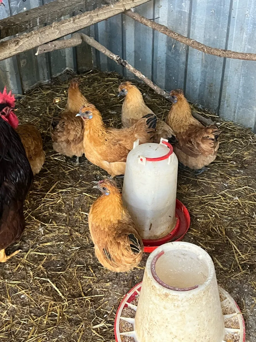 Eggs and poultry - Image 4