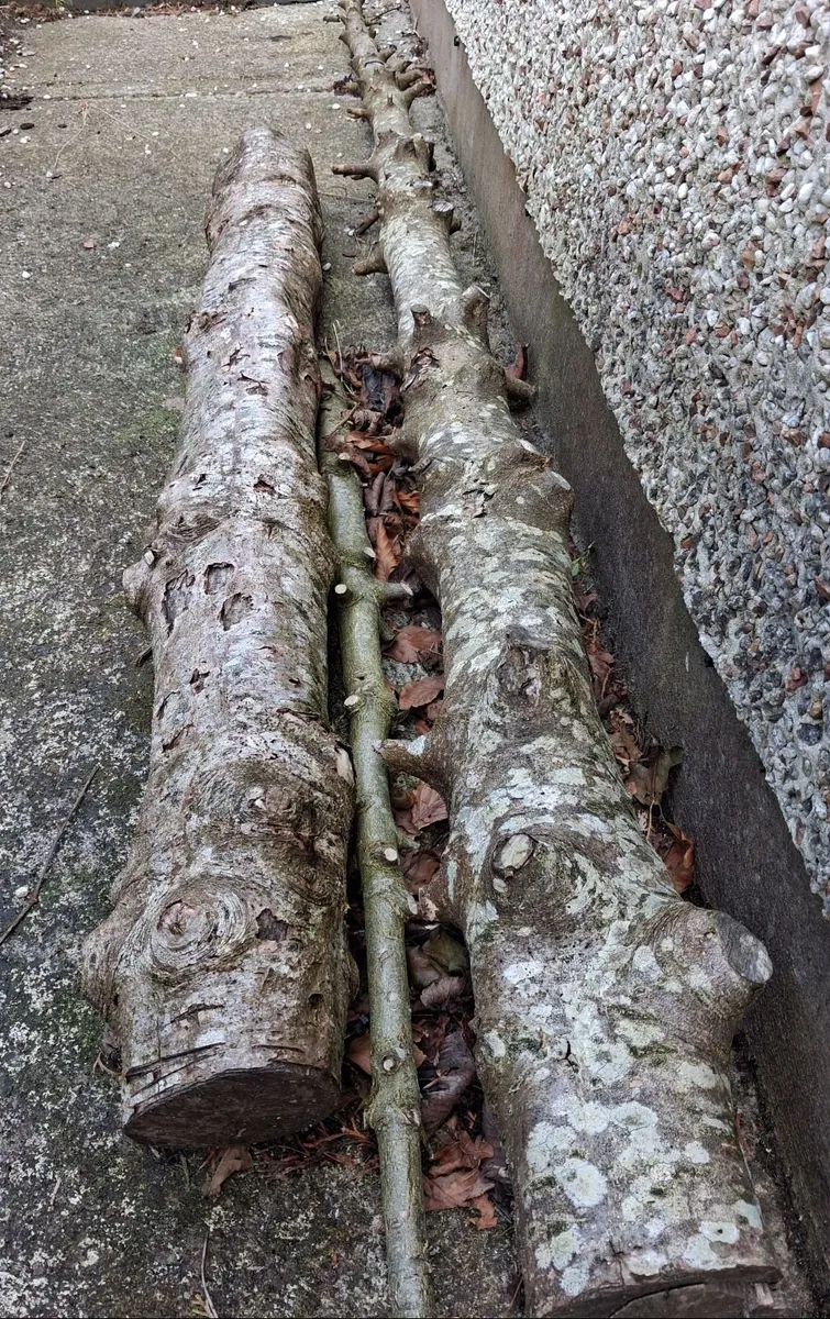 Holly Tree Wood For Woodturning - Image 2