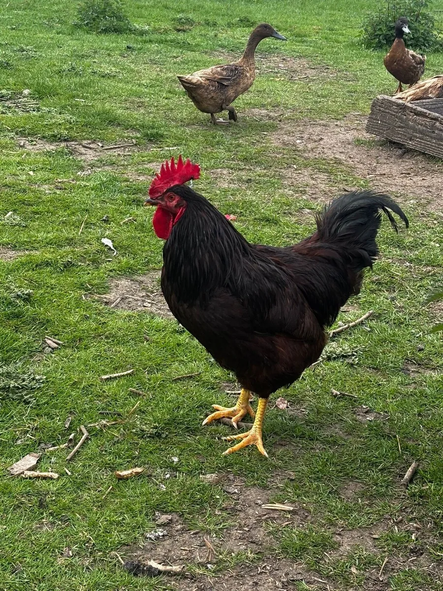 Eggs and poultry - Image 2