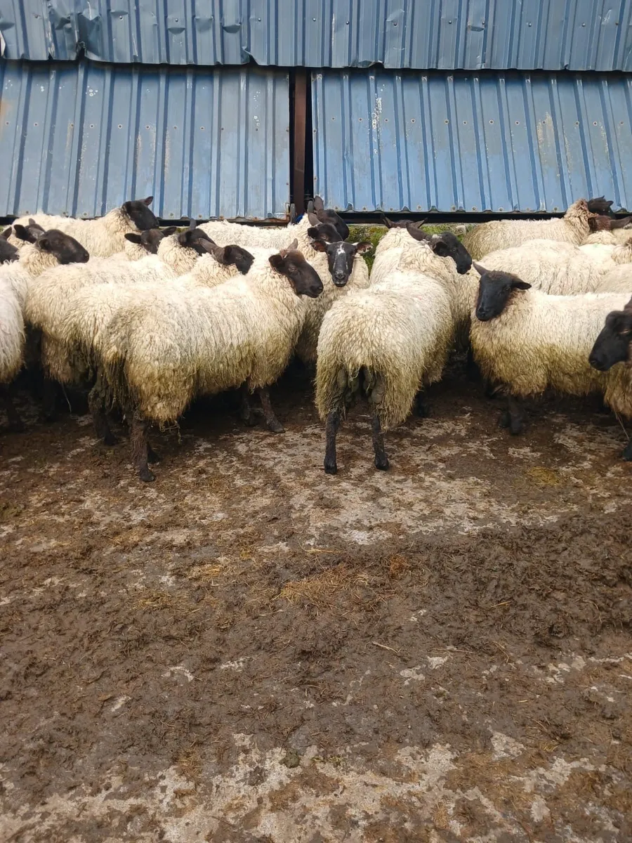 Sheep - Image 2
