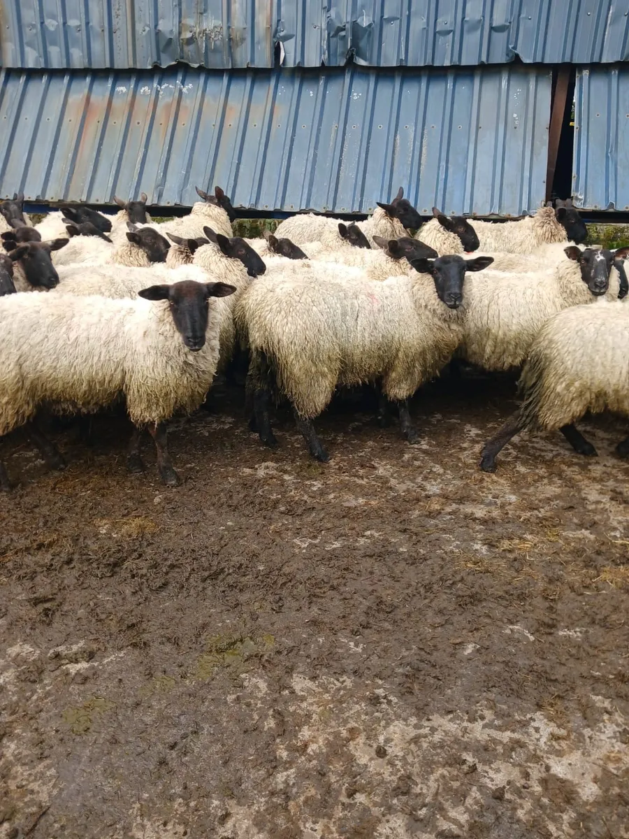 Sheep - Image 1