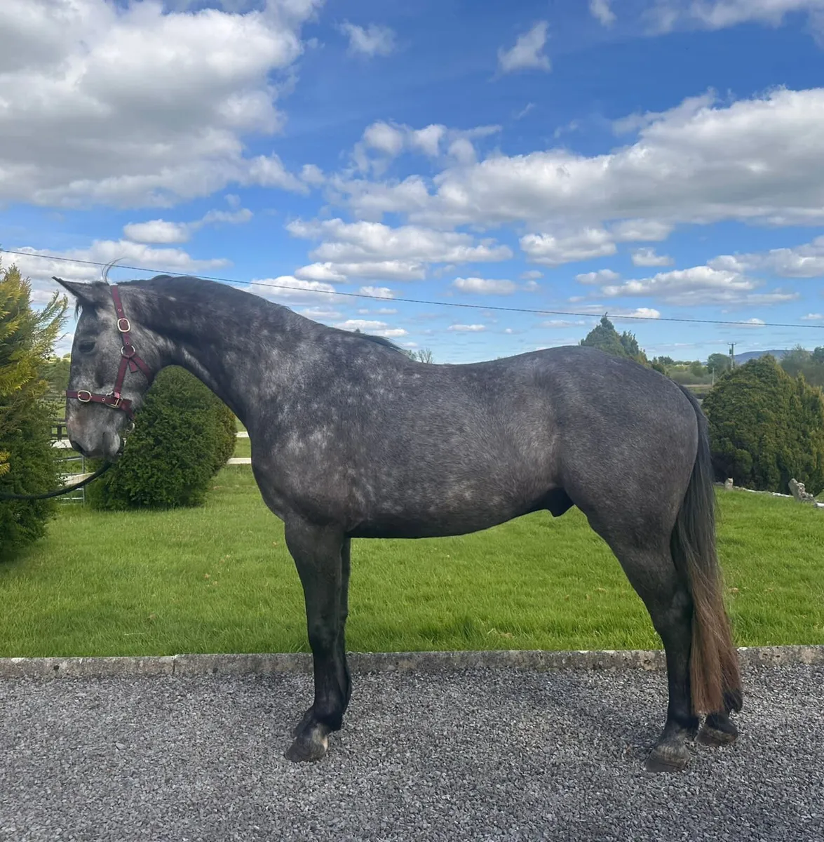 ISH 4yr old Gelding - Image 1