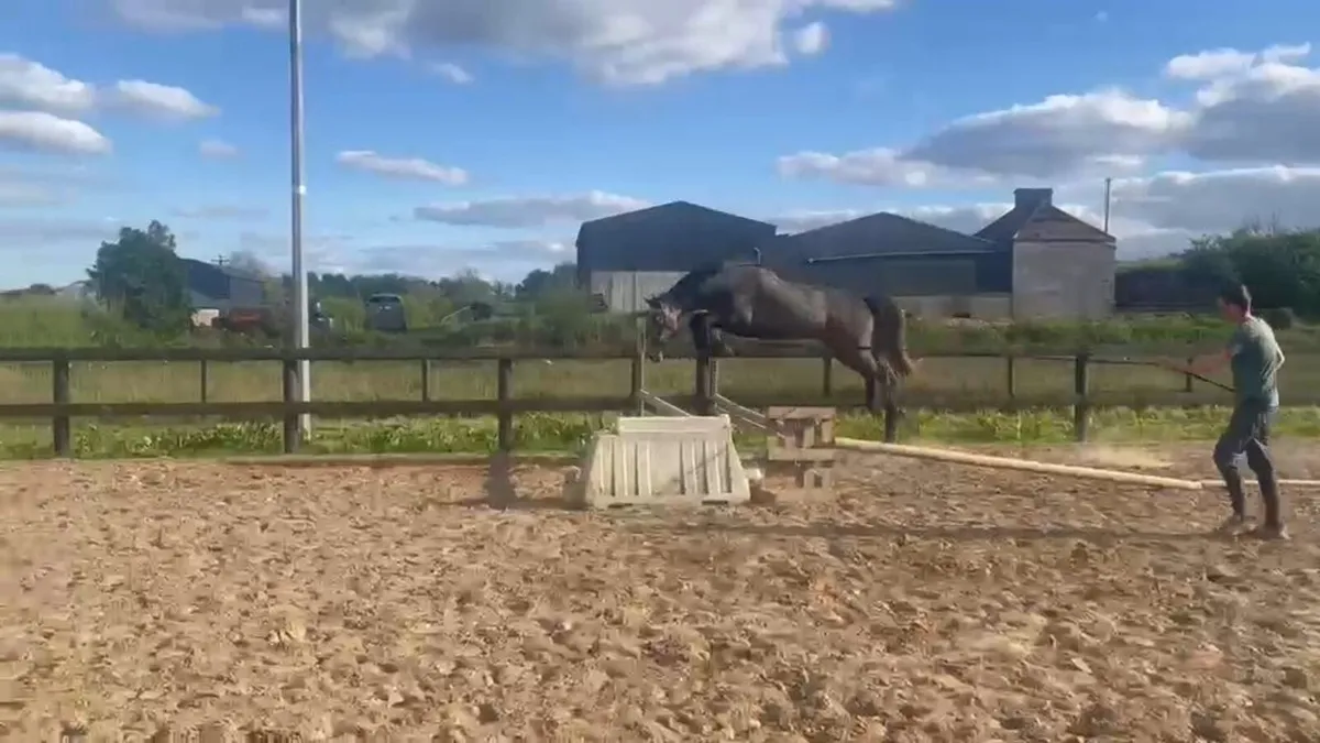 ISH 4yr old Gelding - Image 2