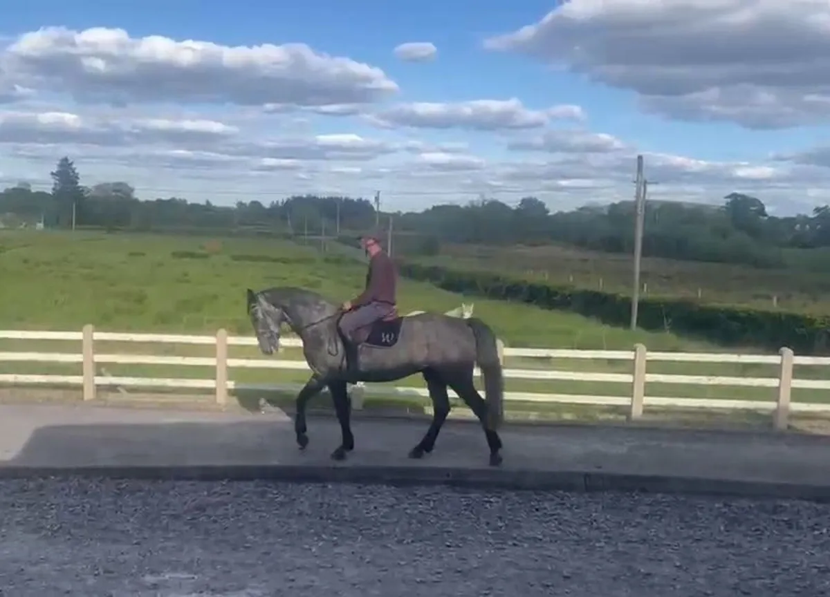 ISH 4yr old Gelding - Image 3