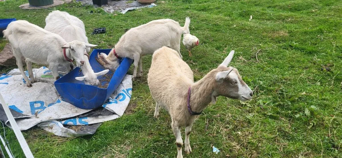 Milking goats with kids at foot. - Image 1