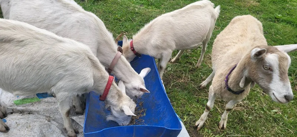 Milking goats with kids at foot. - Image 2