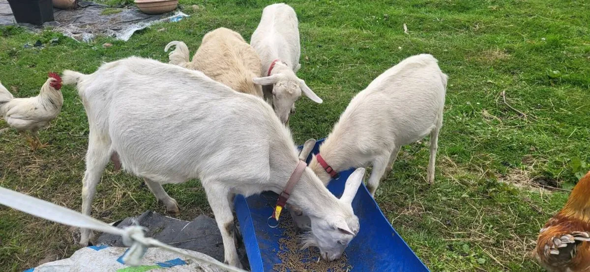 Milking goats with kids at foot. - Image 3