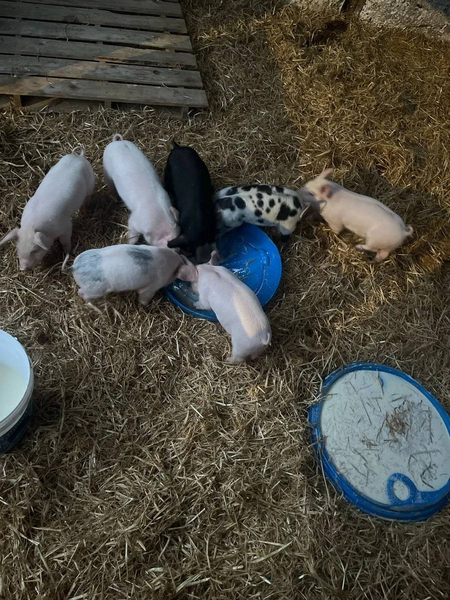 4 Peitrain and 12 Purebreed Landrace Piglets - Image 1