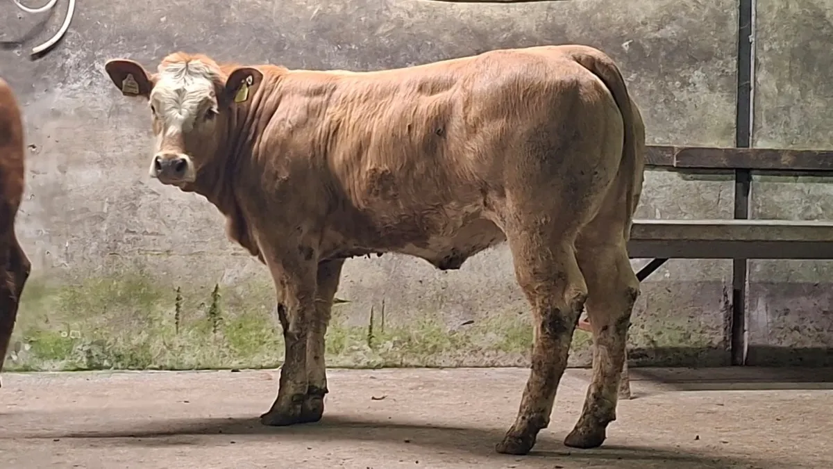 2 super breeding heifer's - Image 2