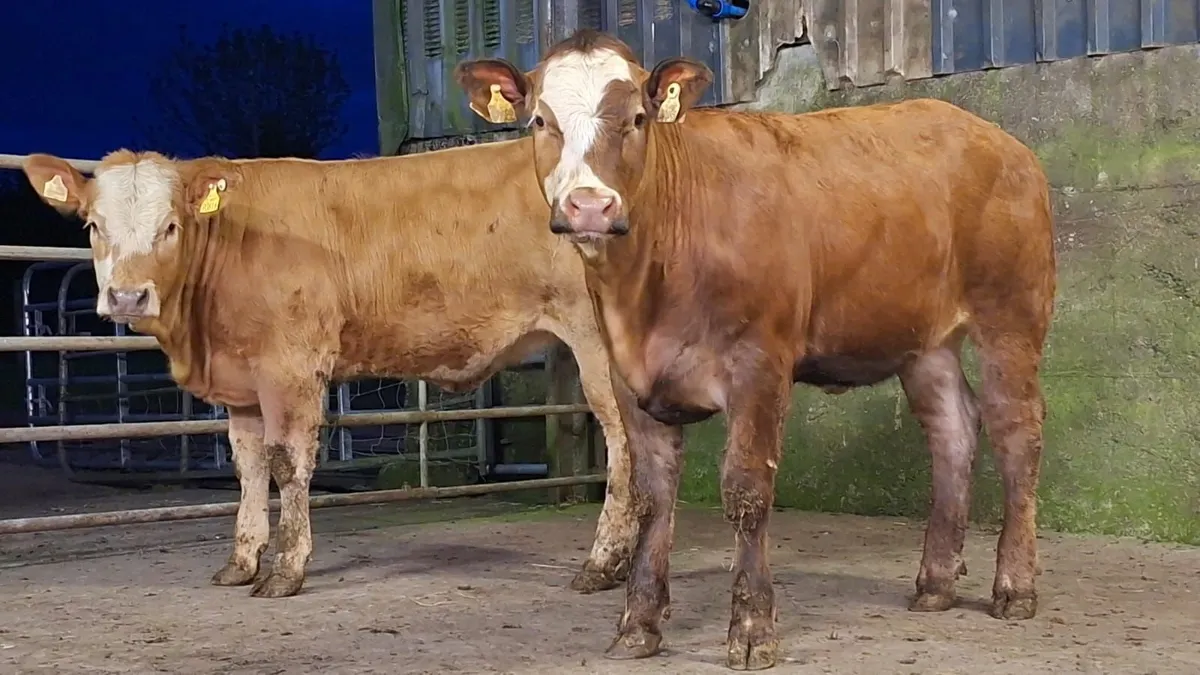 2 super breeding heifer's - Image 3