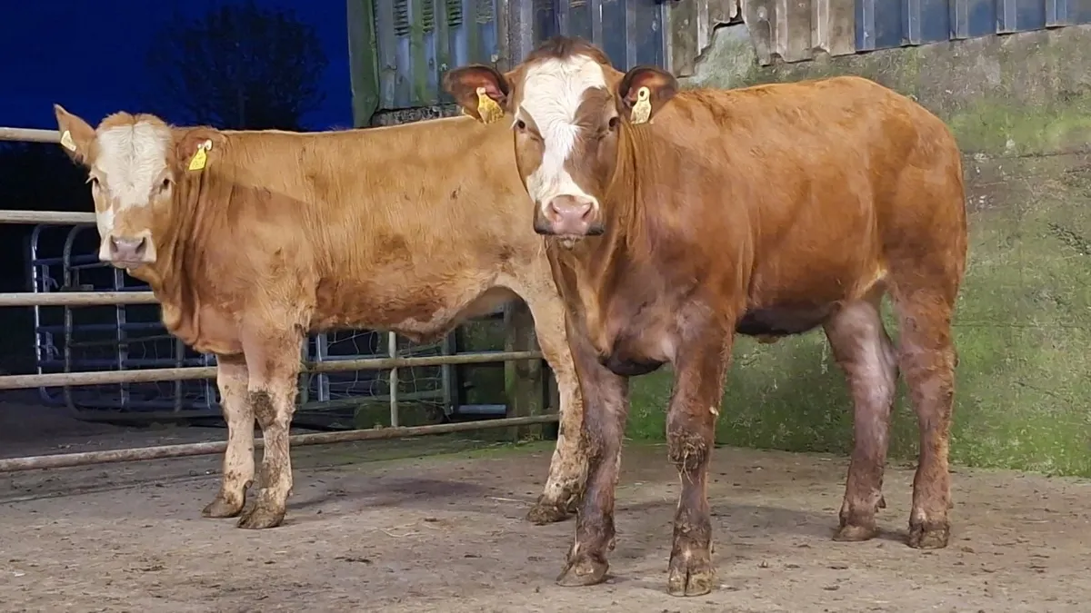 2 super breeding heifer's - Image 4