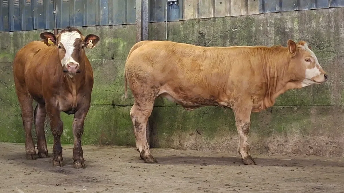 2 super breeding heifer's - Image 1