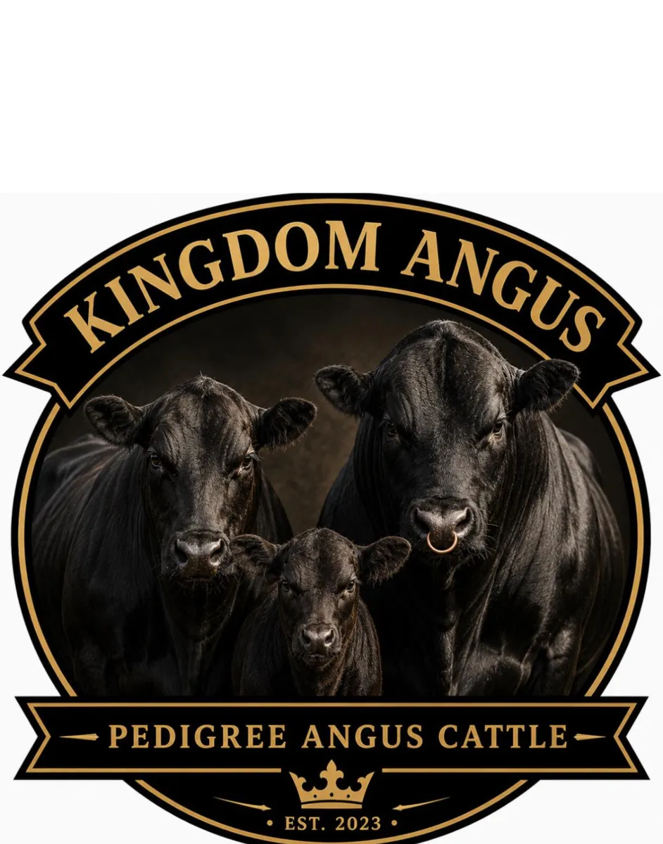 KINGDOM ANGUS - Image 1