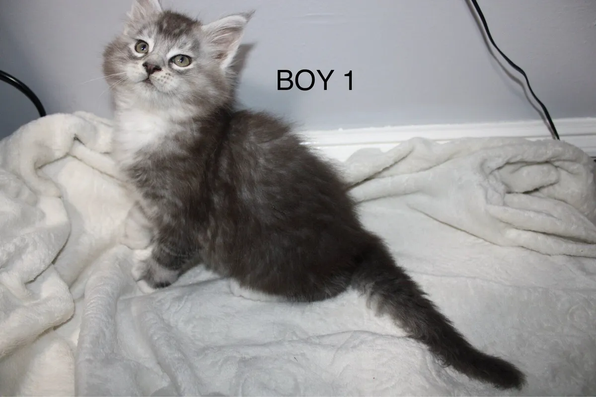 Beautiful Maine Coon kittens - Image 1