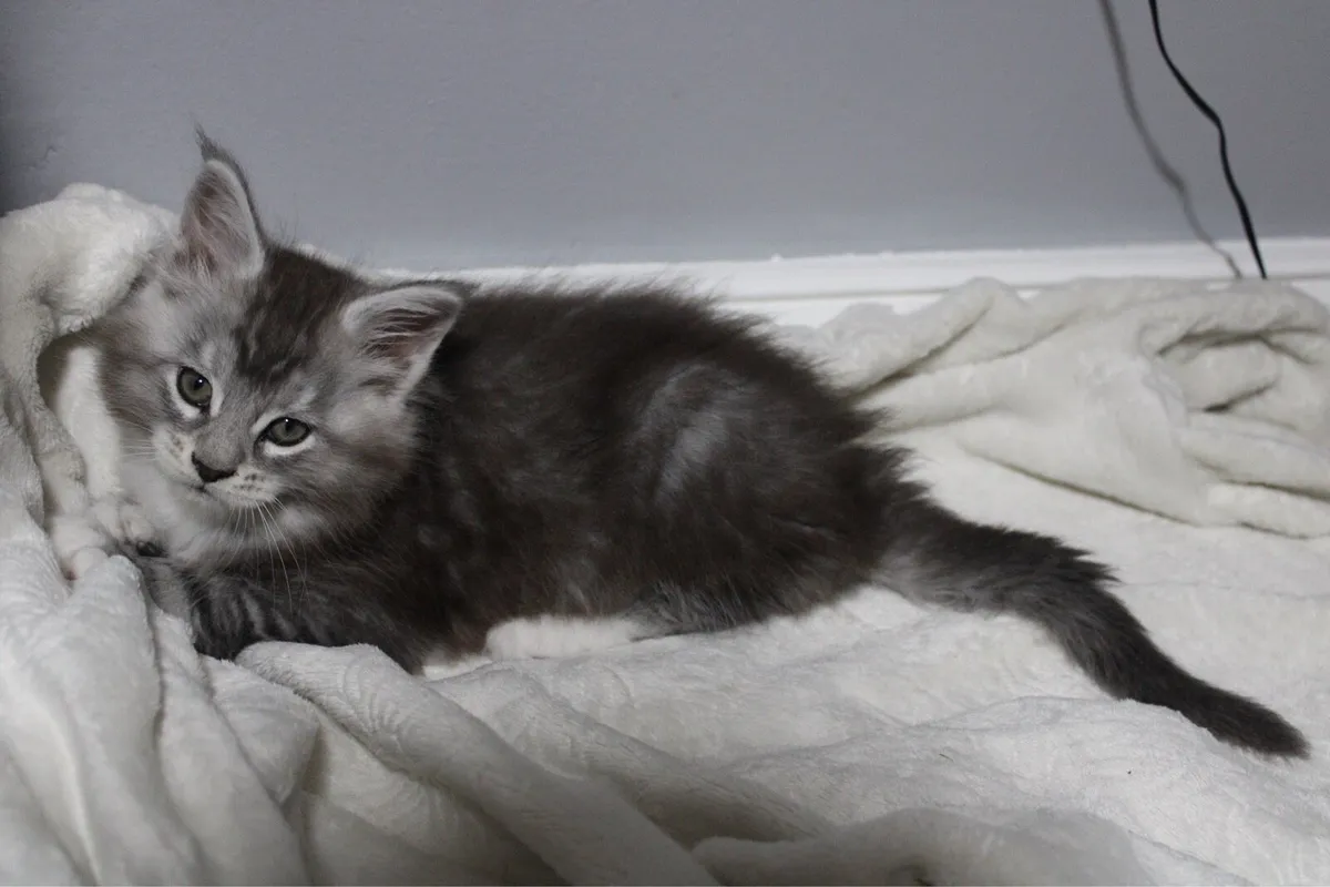 Beautiful Maine Coon kittens - Image 2