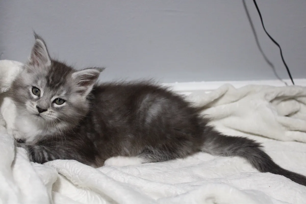 Beautiful Maine Coon kittens - Image 4