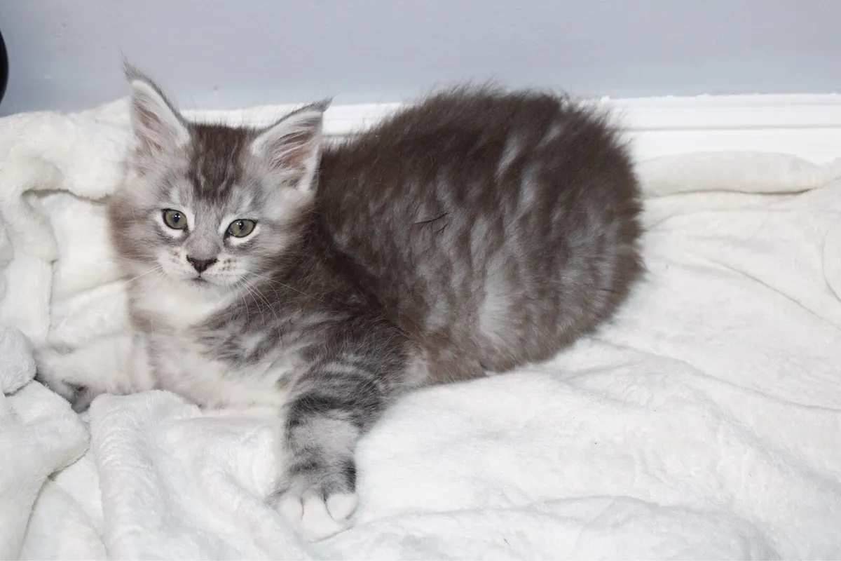 Beautiful Maine Coon kittens - Image 3