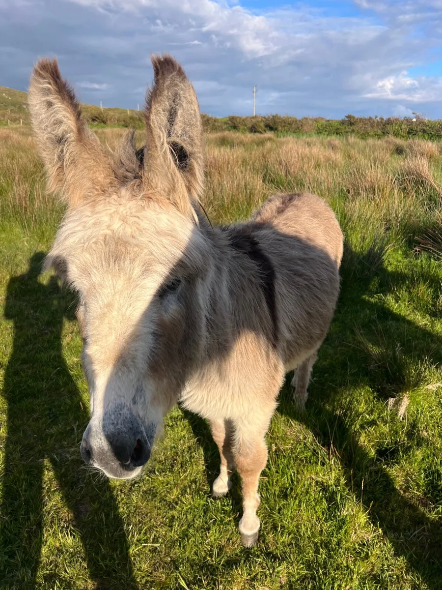 Coloured Jack Donkey - Image 3