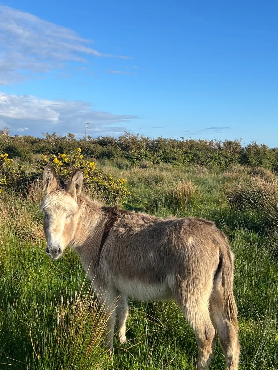 Coloured Jack Donkey - Image 4