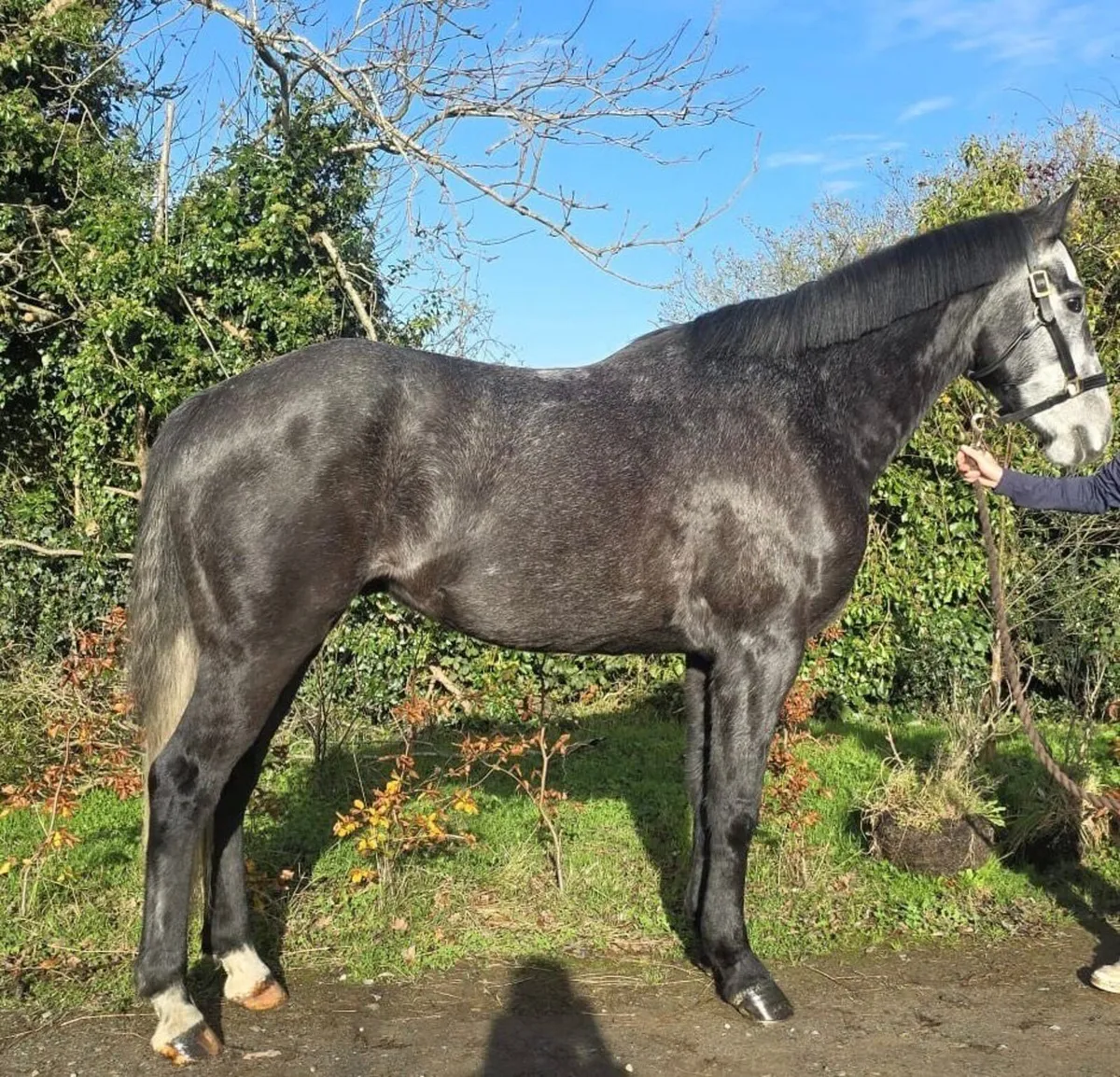 Horse - Image 2
