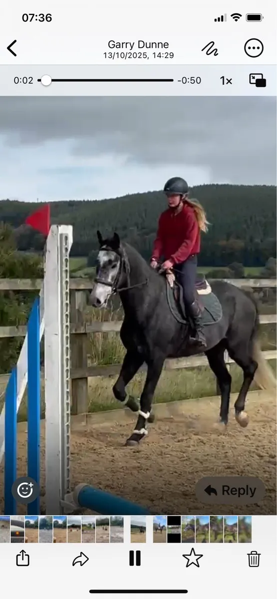 Horse - Image 1
