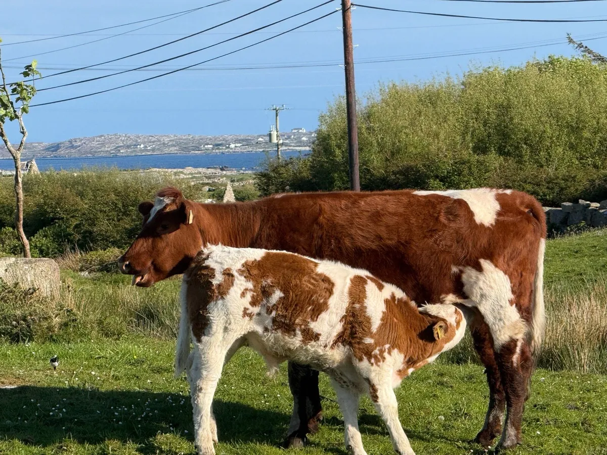 Cows - Image 1