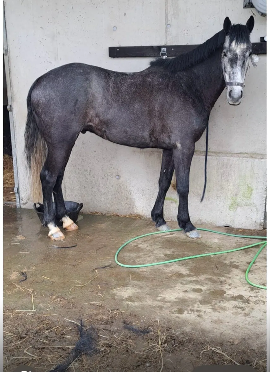 Horse - Image 3