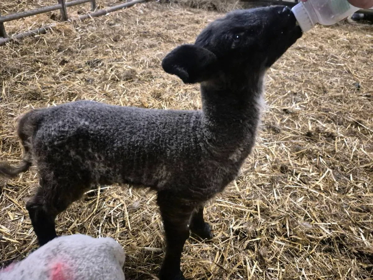 Pet lambs - Image 1
