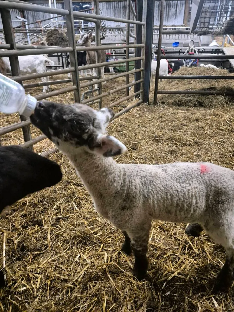 Pet lambs - Image 2