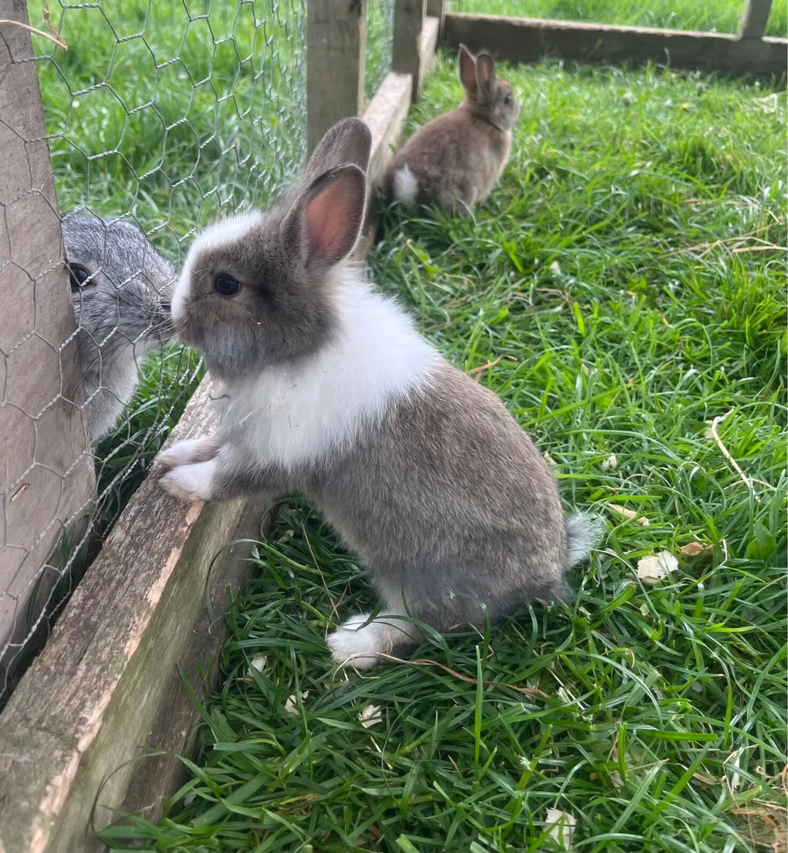 Baby Bunnies - Image 2