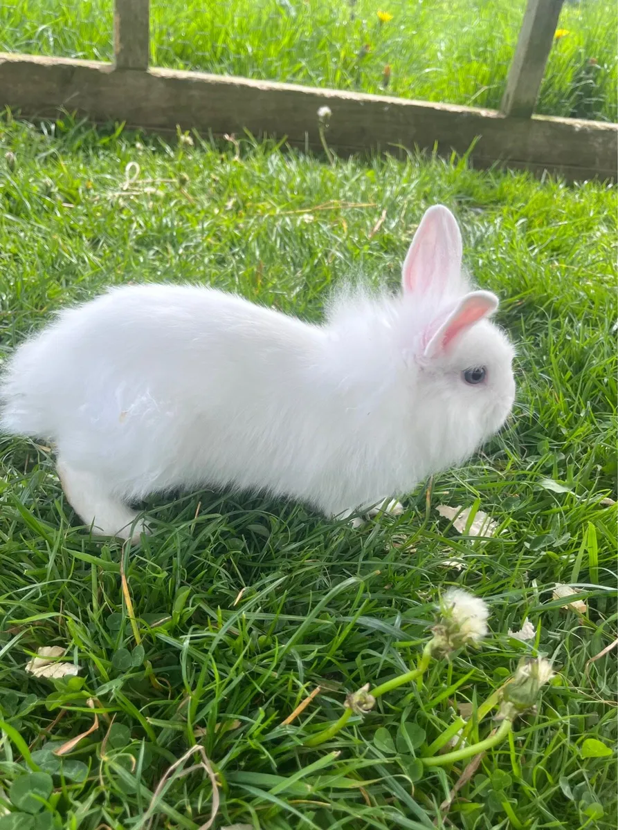Baby Bunnies - Image 3