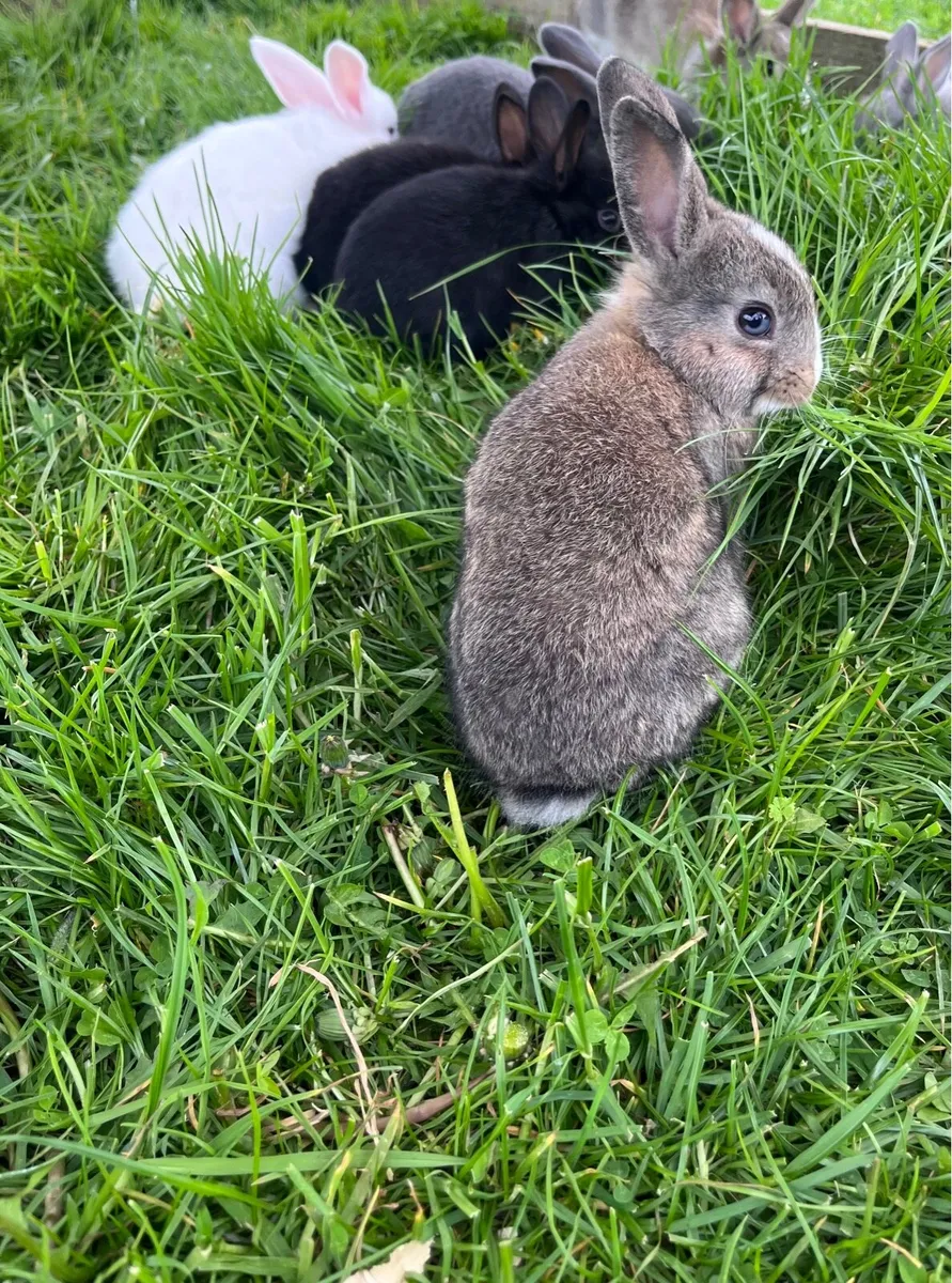 Baby Bunnies - Image 4
