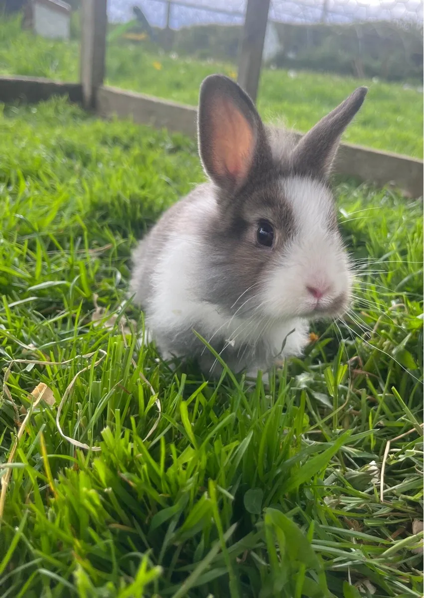 Baby Bunnies - Image 1