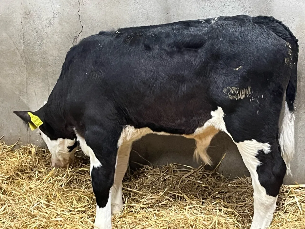 8 Super AA HE Bull Runners - Image 3