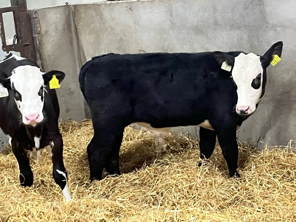 8 Super AA HE Bull Runners - Image 4