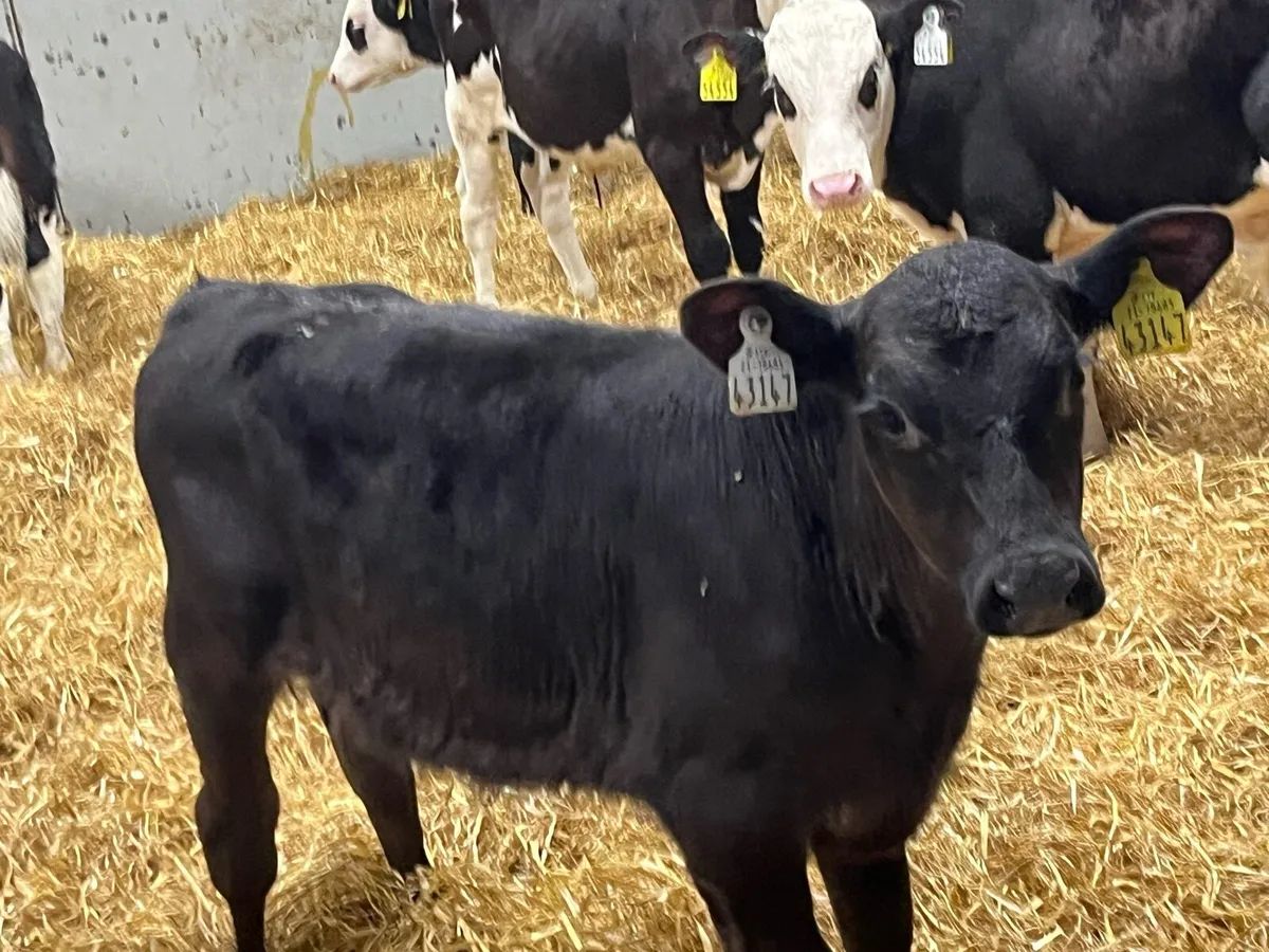 8 Super AA HE Bull Runners - Image 2