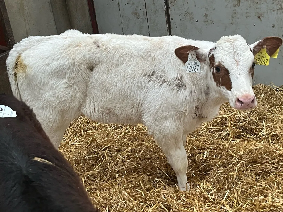 Serious Red BB Heifer Calf - Image 1