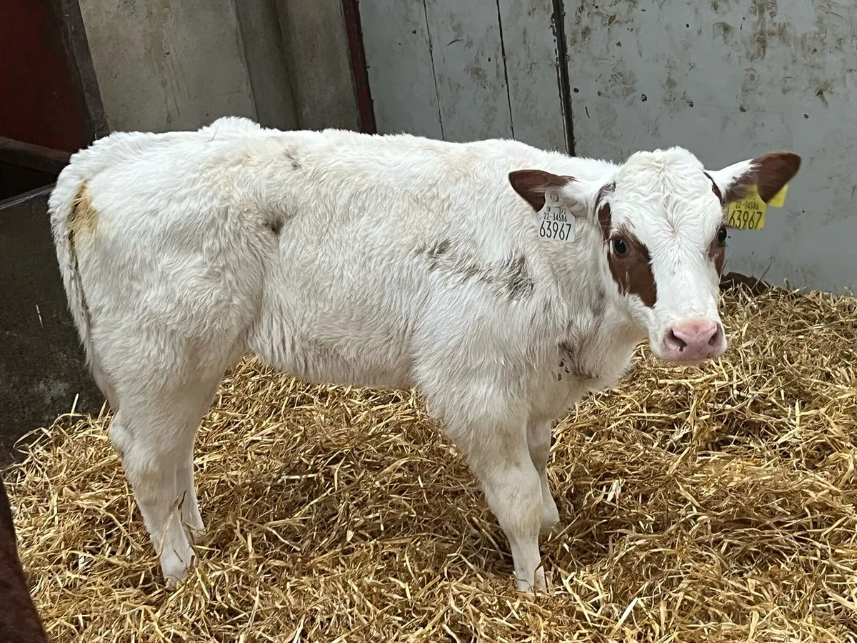 Serious Red BB Heifer Calf - Image 2