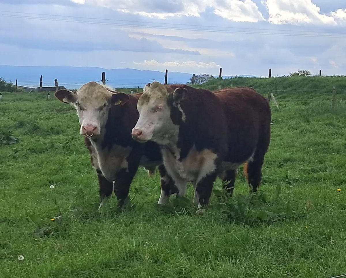 Bawnlea Hereford. Polled Bulls - Image 2