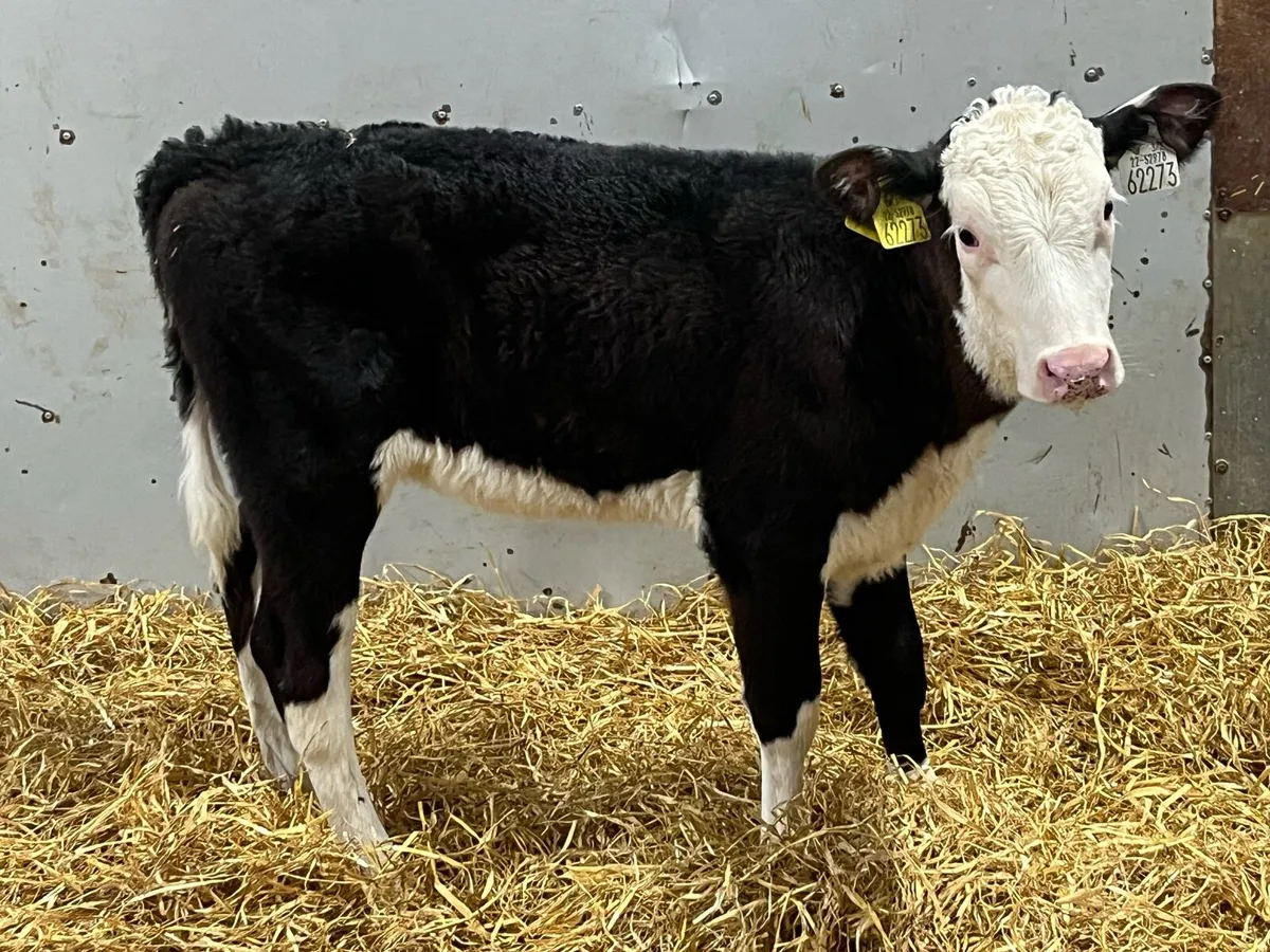 18 Top Grade AA HE Reared Heifer Calves - Image 2