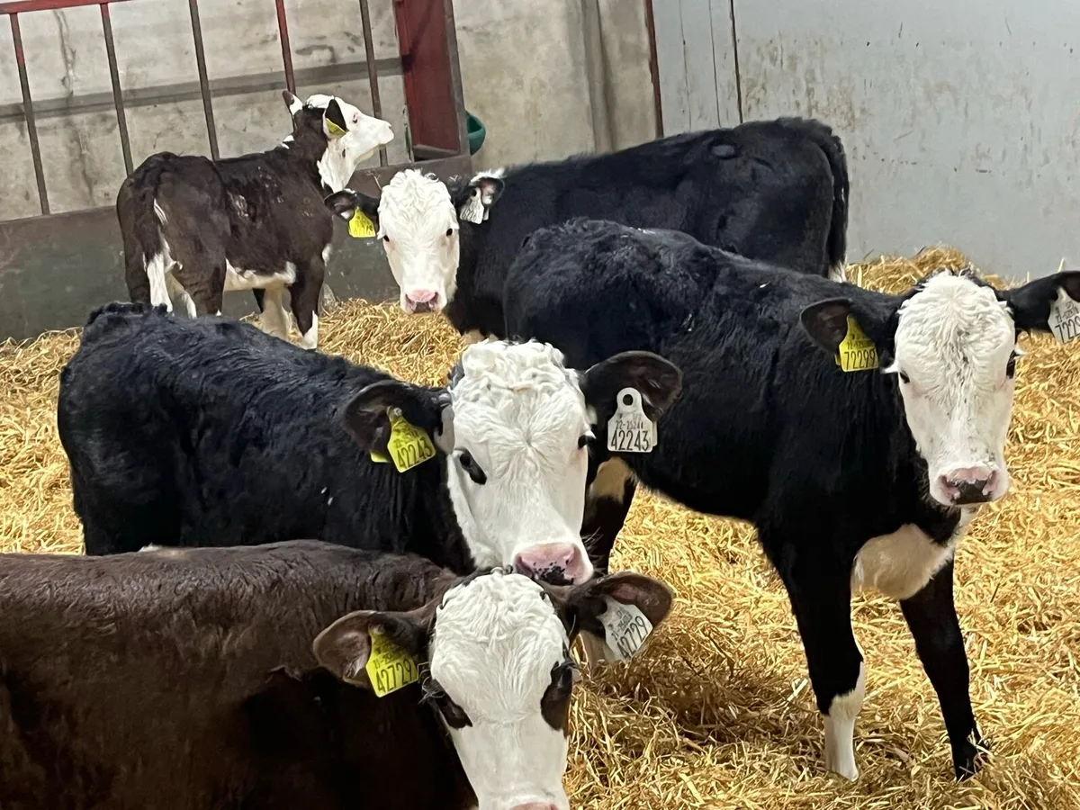 18 Top Grade AA HE Reared Heifer Calves - Image 3