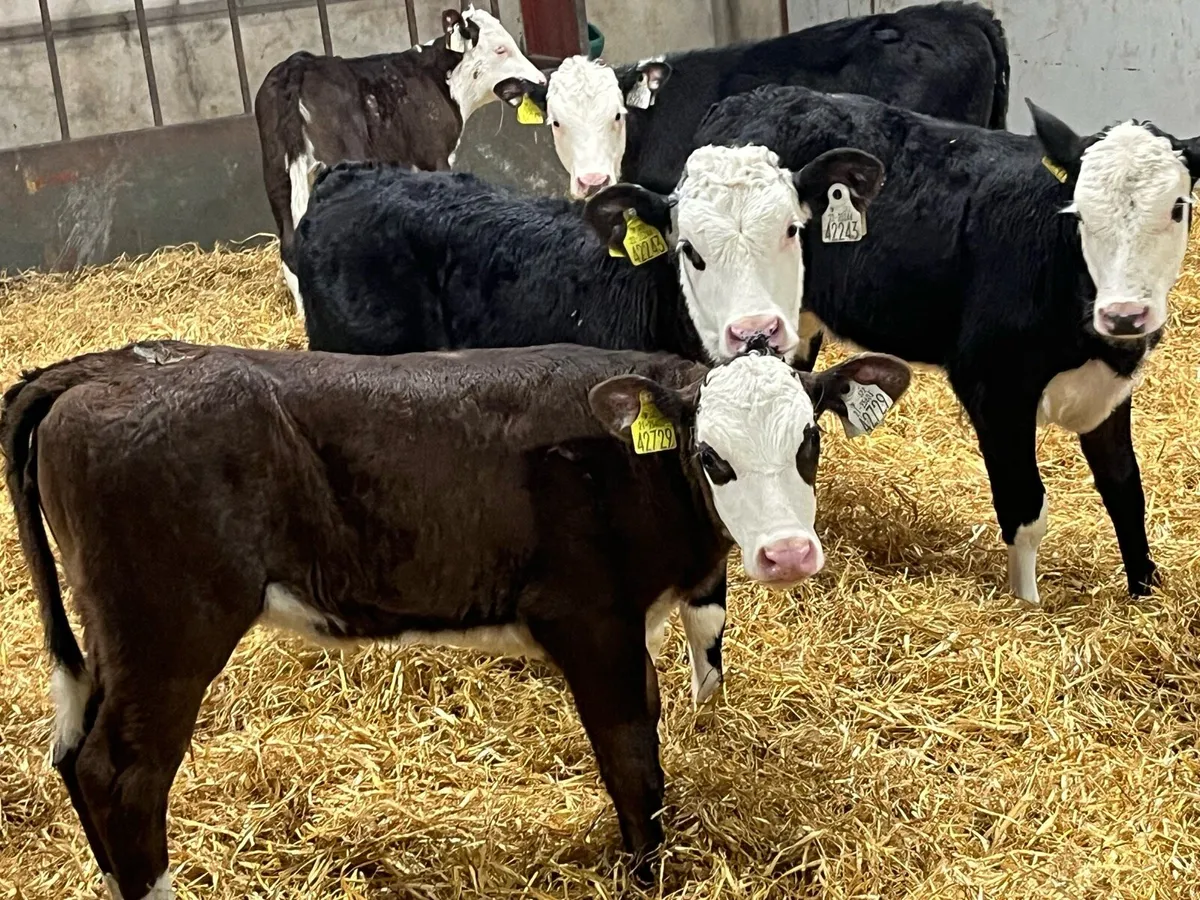 18 Top Grade AA HE Reared Heifer Calves - Image 1