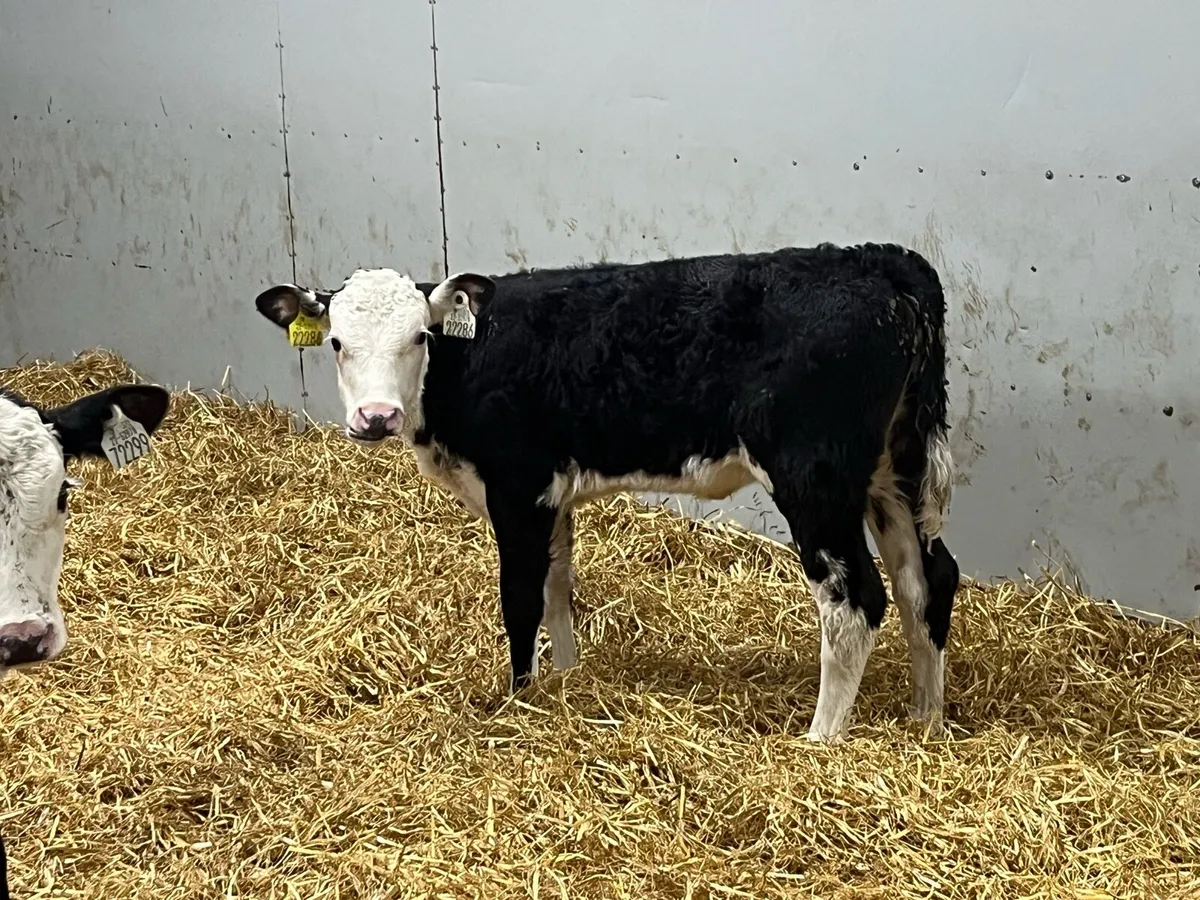 18 Top Grade AA HE Reared Heifer Calves - Image 4