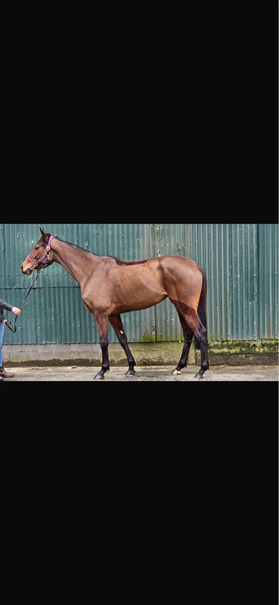 5yo Blacktype National Hunt filly 16.1hh - Image 1