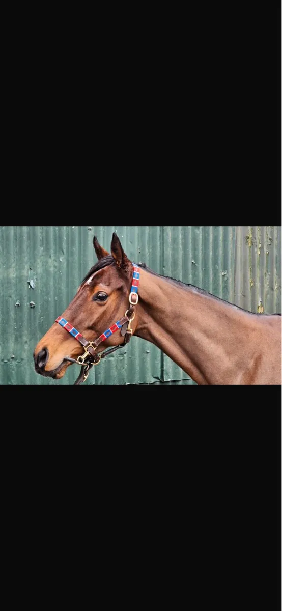 5yo Blacktype National Hunt filly 16.1hh - Image 2