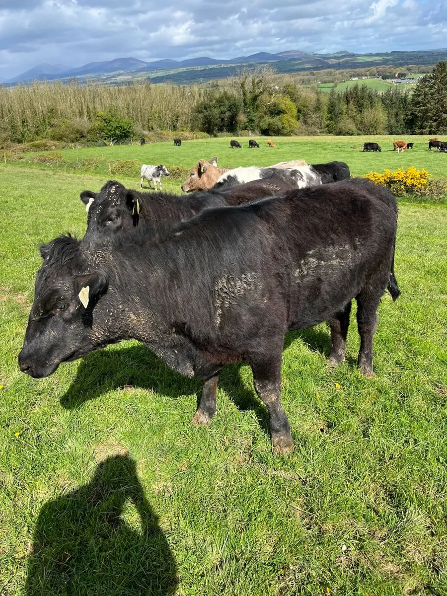 Two 4 & 5 star yearling heifers - Image 1