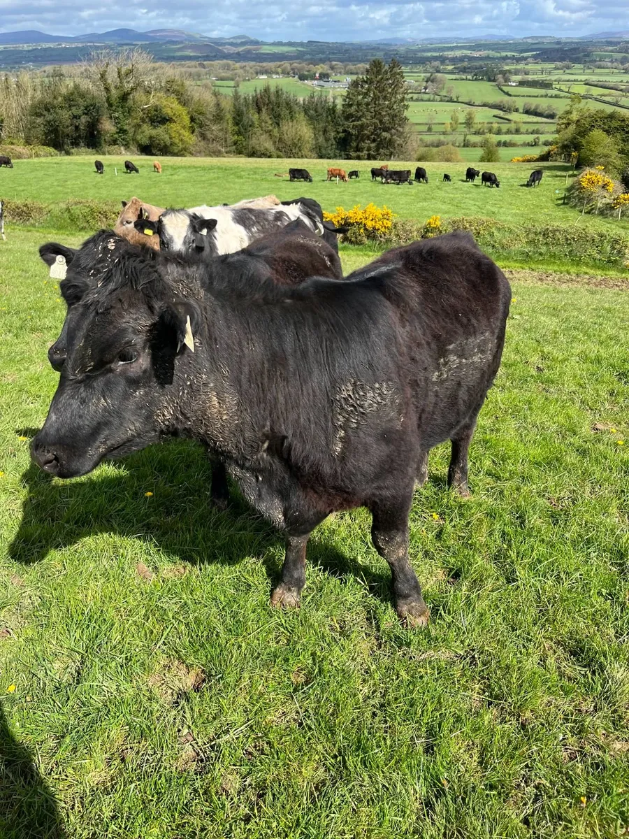 Two 4 & 5 star yearling heifers - Image 2