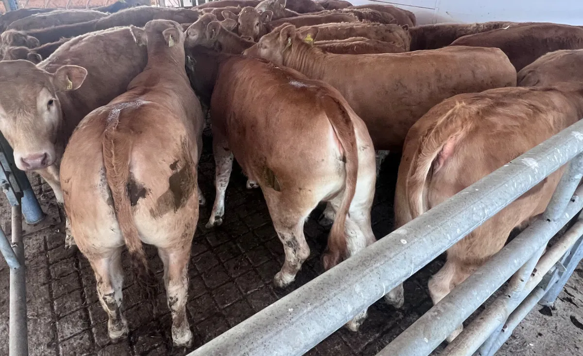 Exceptional Charolais Store Heifers - Image 4