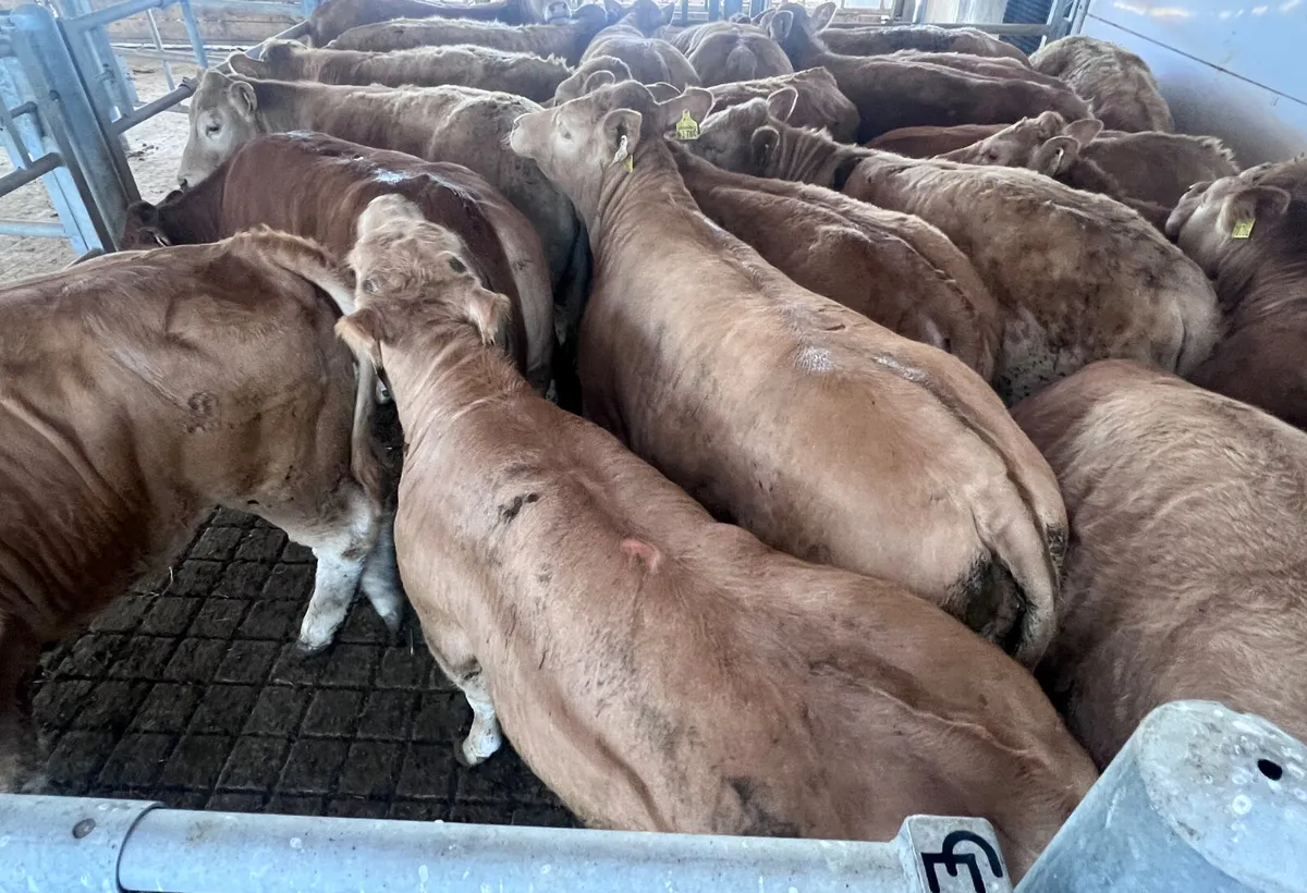 Exceptional Charolais Store Heifers - Image 3