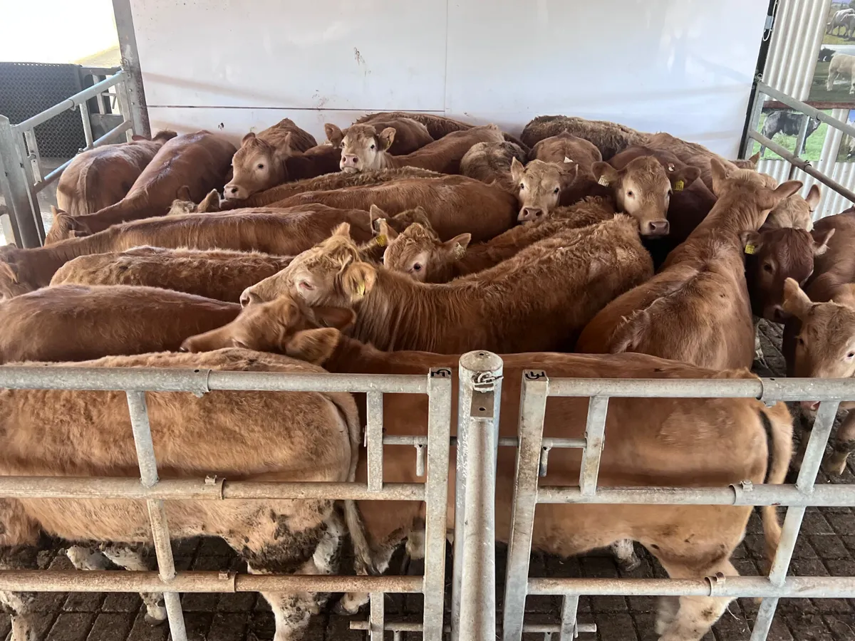 Exceptional Charolais Store Heifers - Image 1